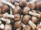 Mushroom Extract 